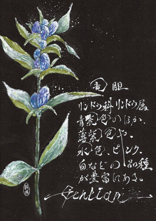 2025.8.13／竜胆／A4　297ｘ210mm
